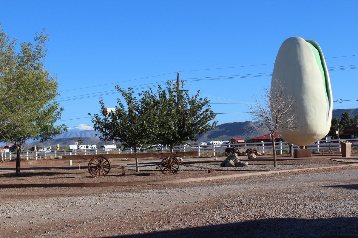 How to Plant and Care for Pistachio Trees Dengarden