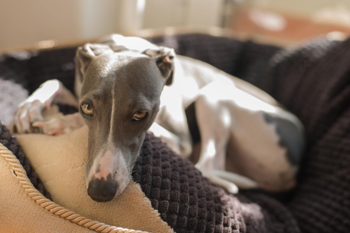 Is an Italian Greyhound the Right Dog for You?