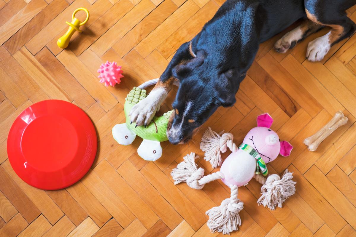 The 21 Coolest Dog Toys on the Planet!