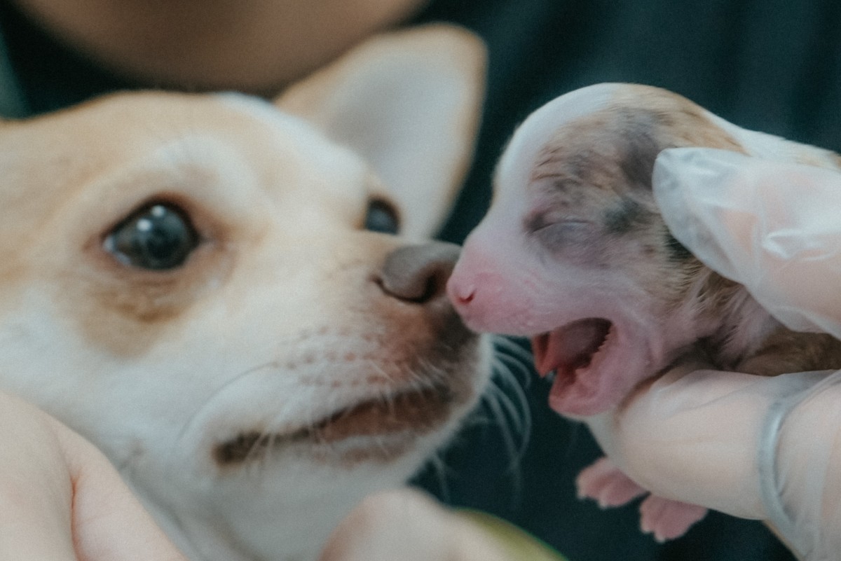Pregnant By Dog