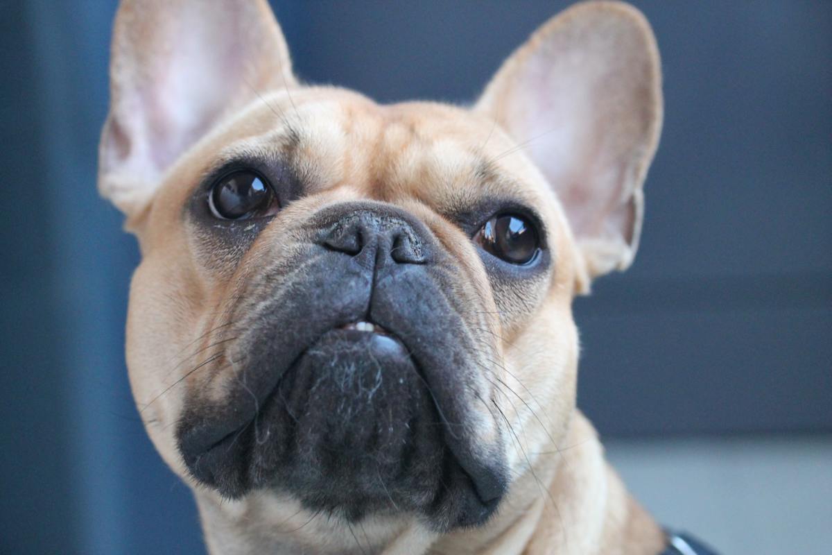 Choosing, Raising, and Caring for a French Bulldog