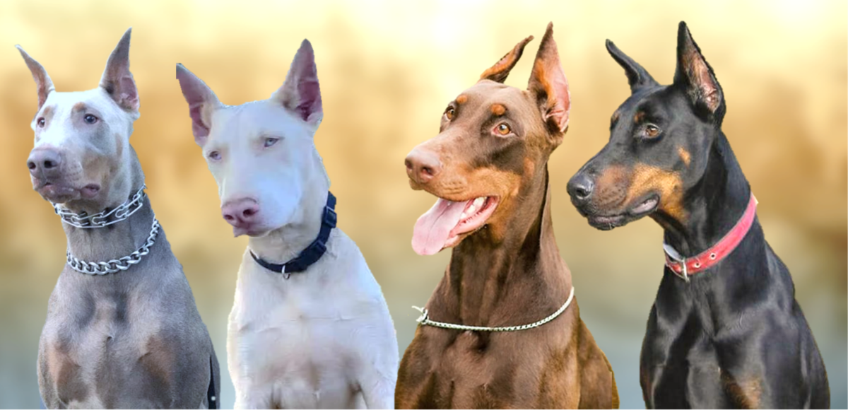 All The Colors And Types Of The Doberman Pinscher with 60 OFF
