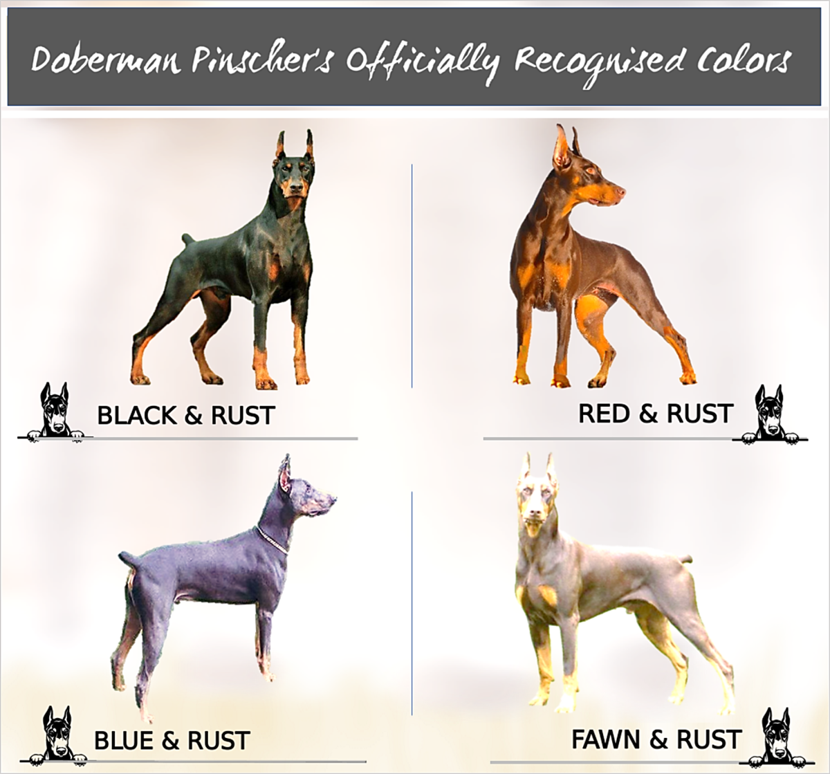 what is the rarest doberman color? 2