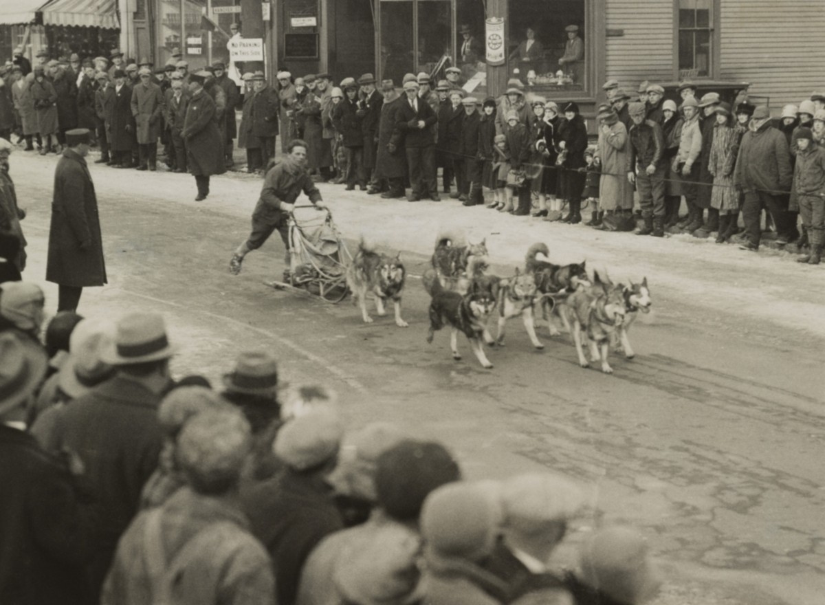 Togo Canine Hero of 1925 Nome, Alaska Serum Run HubPages