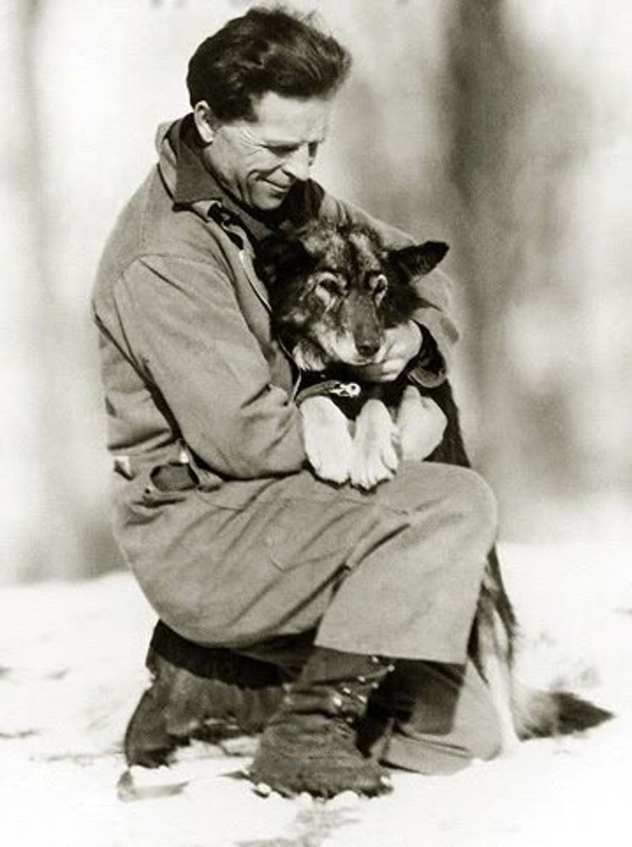 Togo: Canine Hero of 1925 Nome, Alaska Serum Run