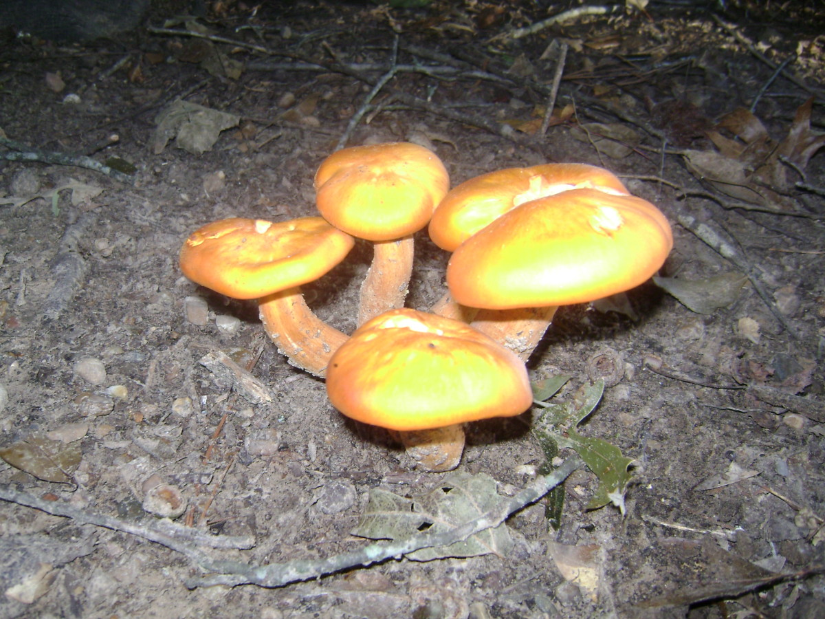 The Beauty of the Mushroom