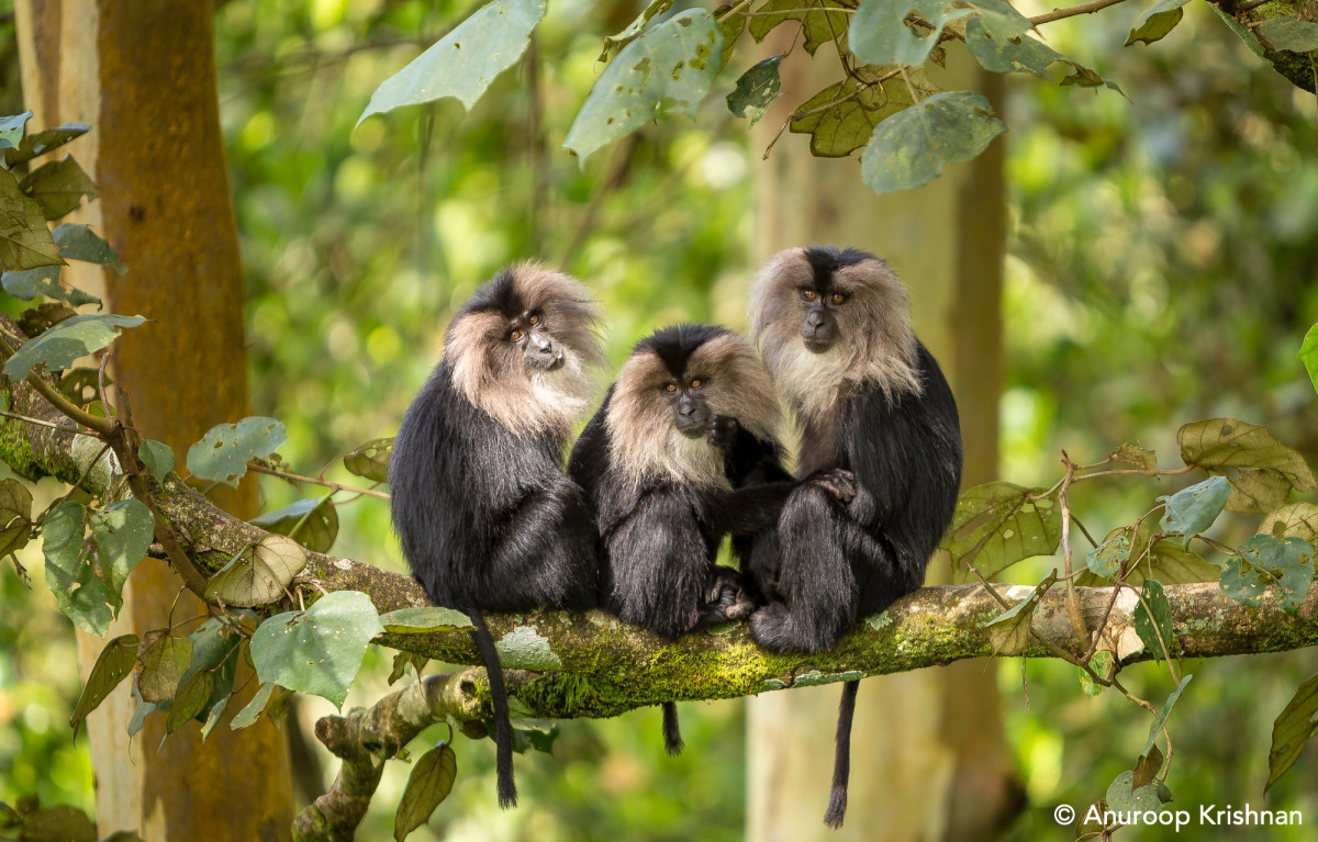 Progress Still Hurts Endangered Lion-Tailed Macaques of India Progress Still Hurts Endangered Lion-Tailed Macaques of India