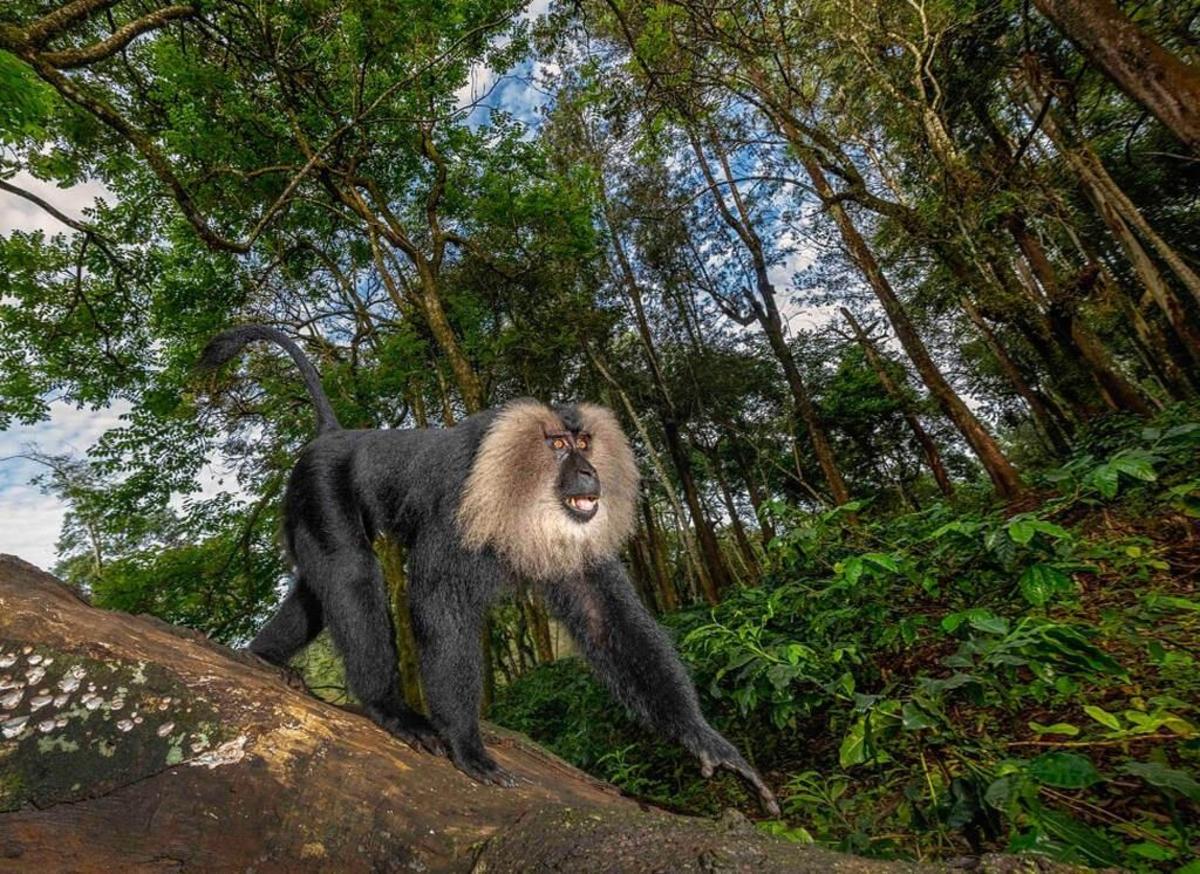 Progress Still Hurts Endangered LionTailed Macaques of India Owlcation