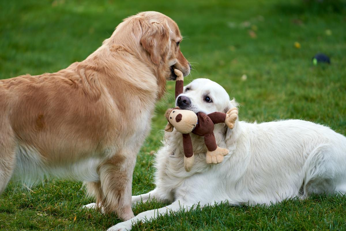 when can male dogs mate