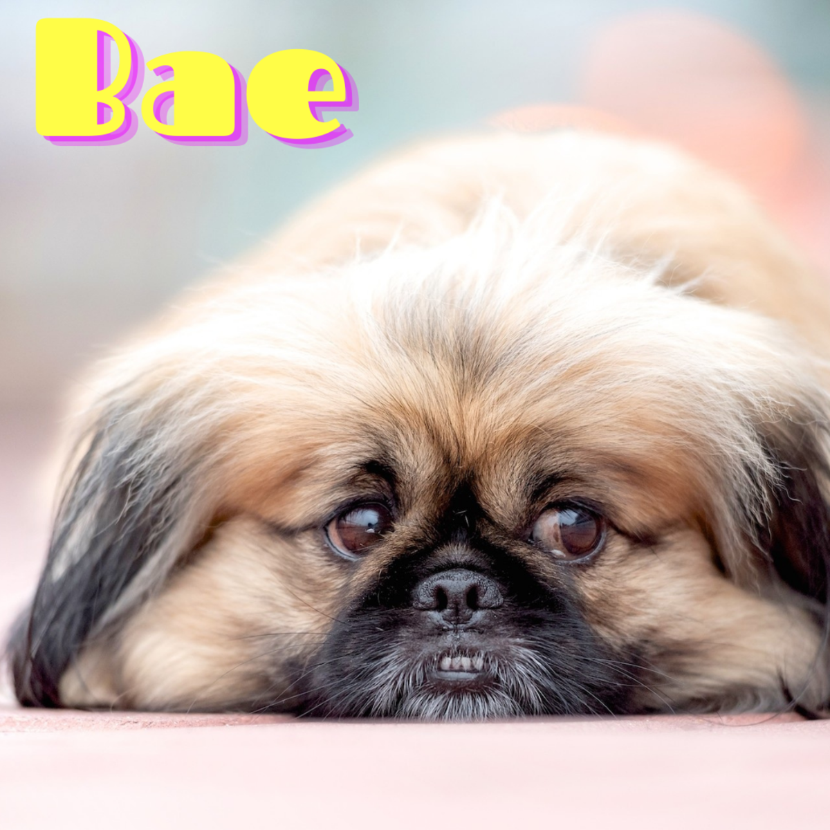 Choose a name like Bae for your little dog.