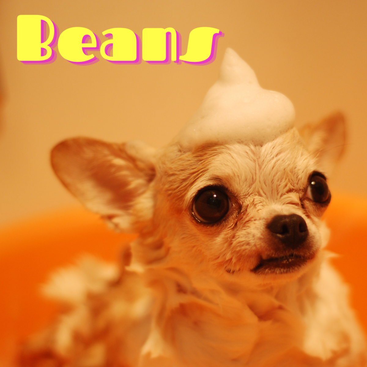 Does the name "Beans" fit your dog?