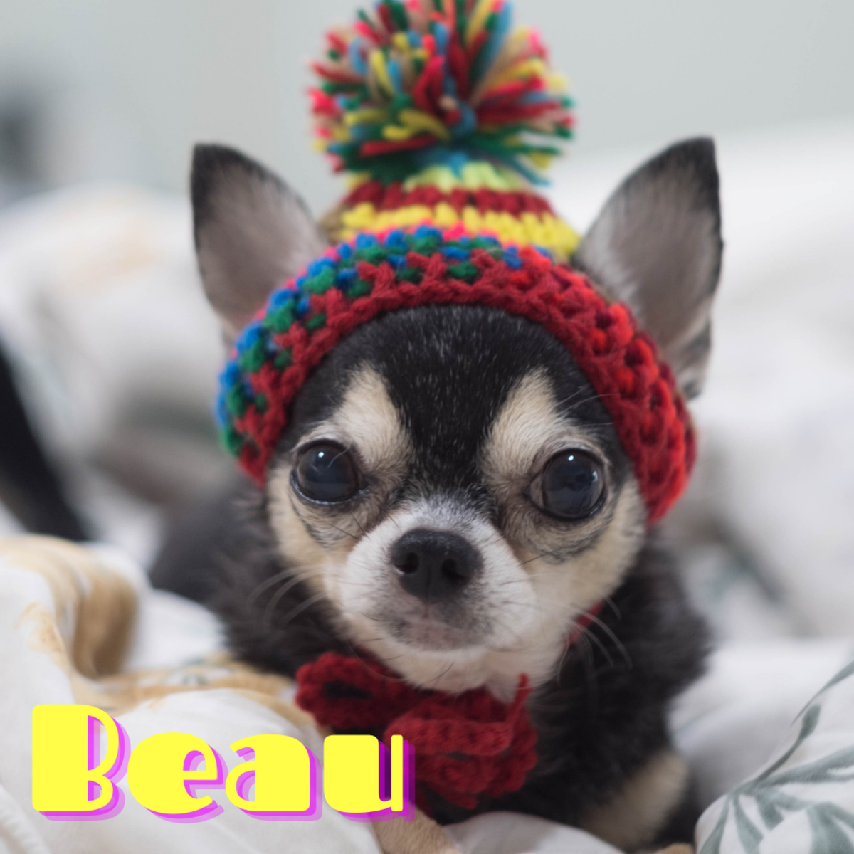 Go with a cute name like Beau for your little guy.