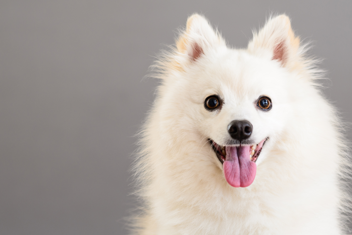 Cute names deals for white dogs