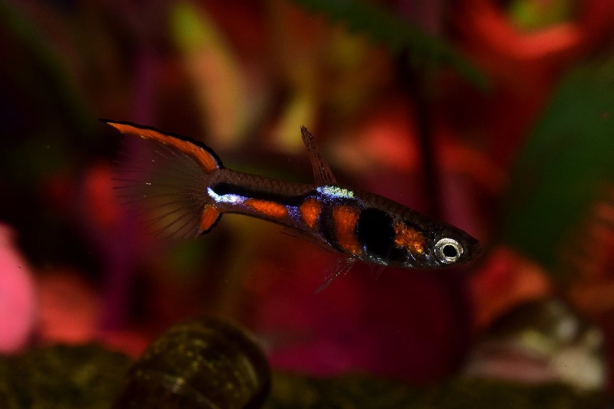 21 Most Colorful Freshwater Aquarium Fish - PetHelpful