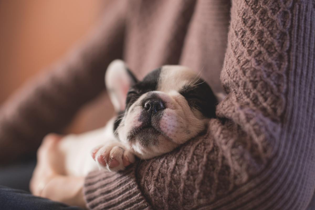 How to Save a Puppy With Parvovirus (9 Ways to Help Your Puppy)