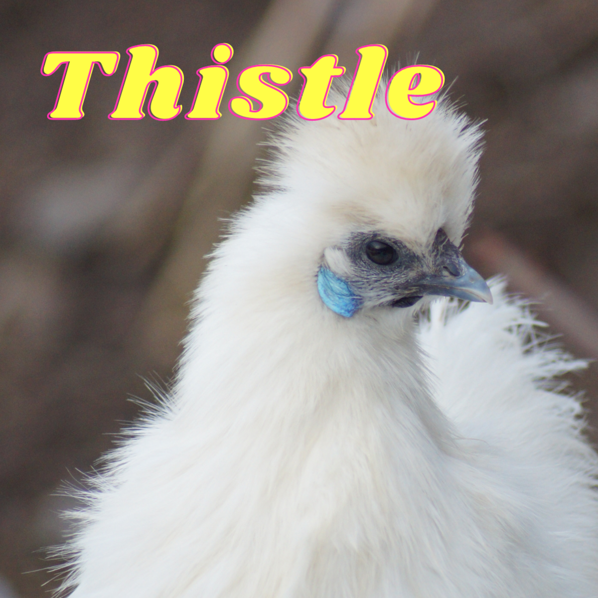 150+ Pet Chicken Names PetHelpful