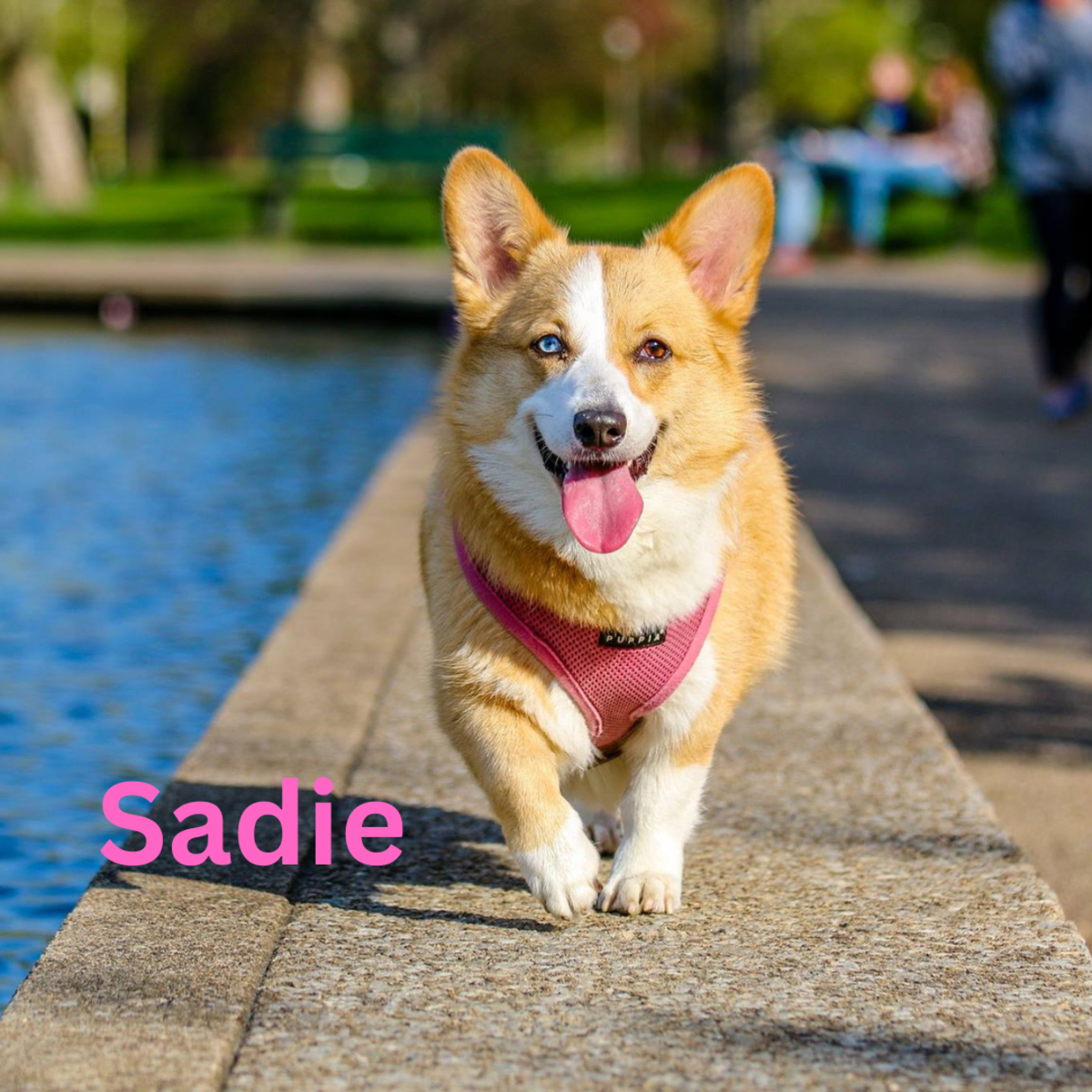 https://images.saymedia-content.com/.image/t_share/MTk2NzA1NTg1MTQ3MjkxMTYx/200-preppy-dog-names.png