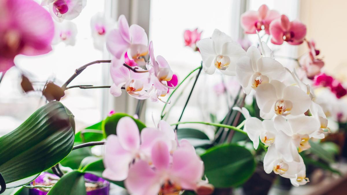 Orchid Care 101: 5 Expert Tips for Growing Beautiful Orchids