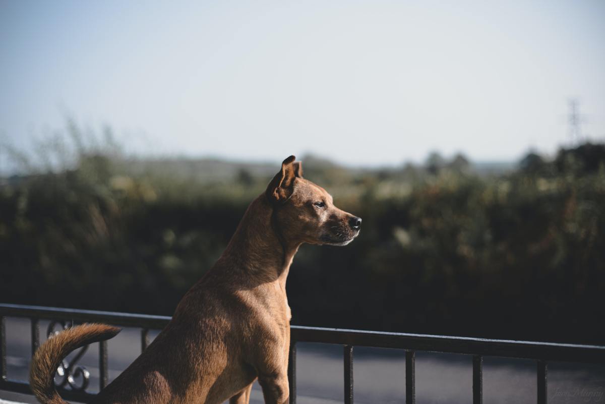 100+ Powerful Dog Names for Your Loyal, Noble Guard Dog