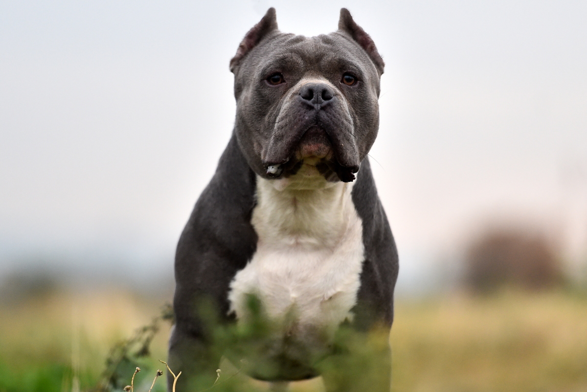 blue pitbull dog images