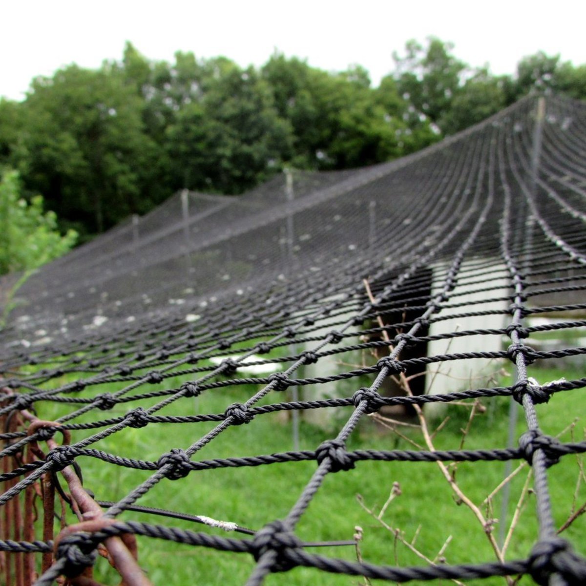 Building a Backyard Chicken Fortress HubPages