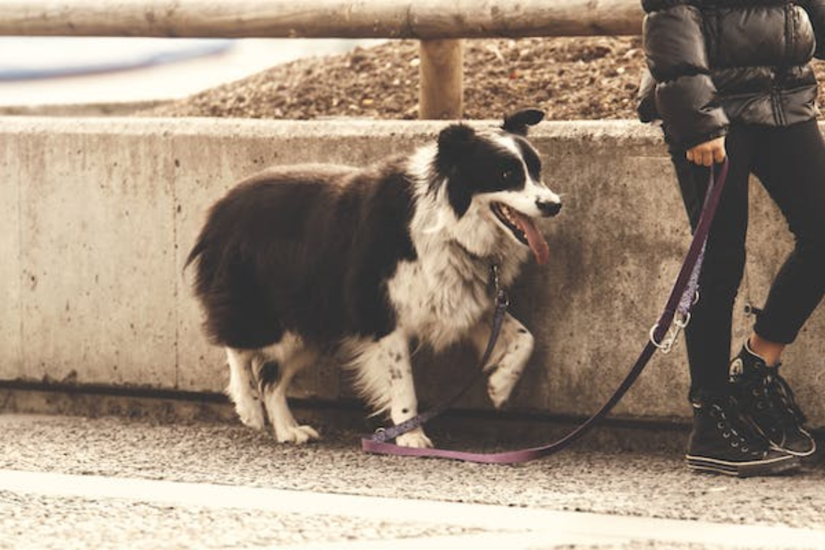 How to Teach Your Dog Not to Pull on a Leash