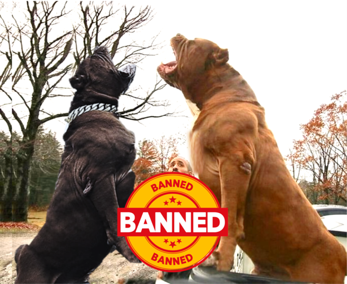 18 Dog Breeds Banned or Restricted in Indian Cities