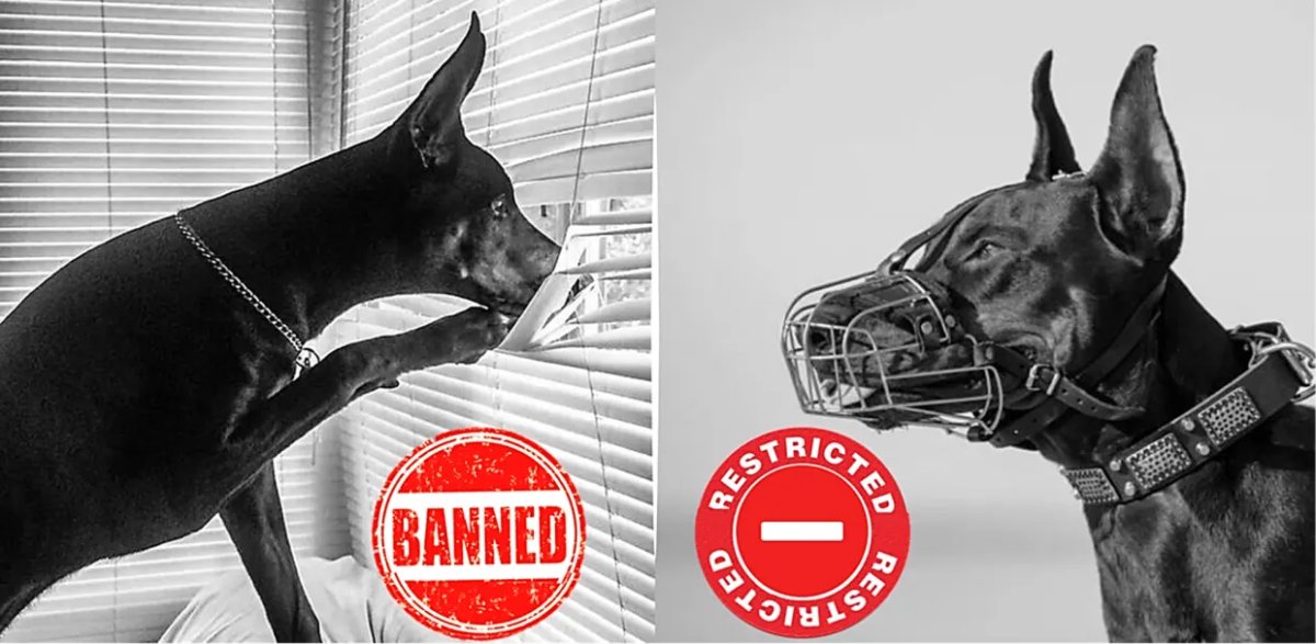 18 Dog Breeds Banned or Restricted in Indian Cities - HubPages