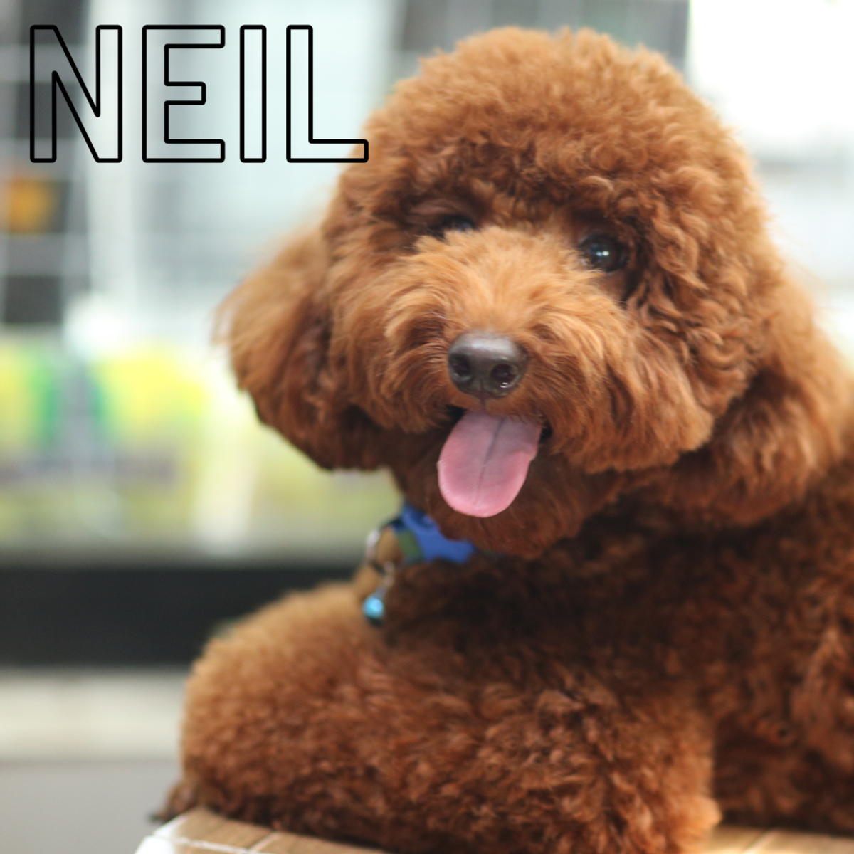 200 Old Man Dog Names PetHelpful