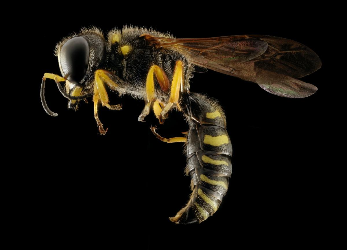 Why Do Aggressive Wasps Always Bother People?