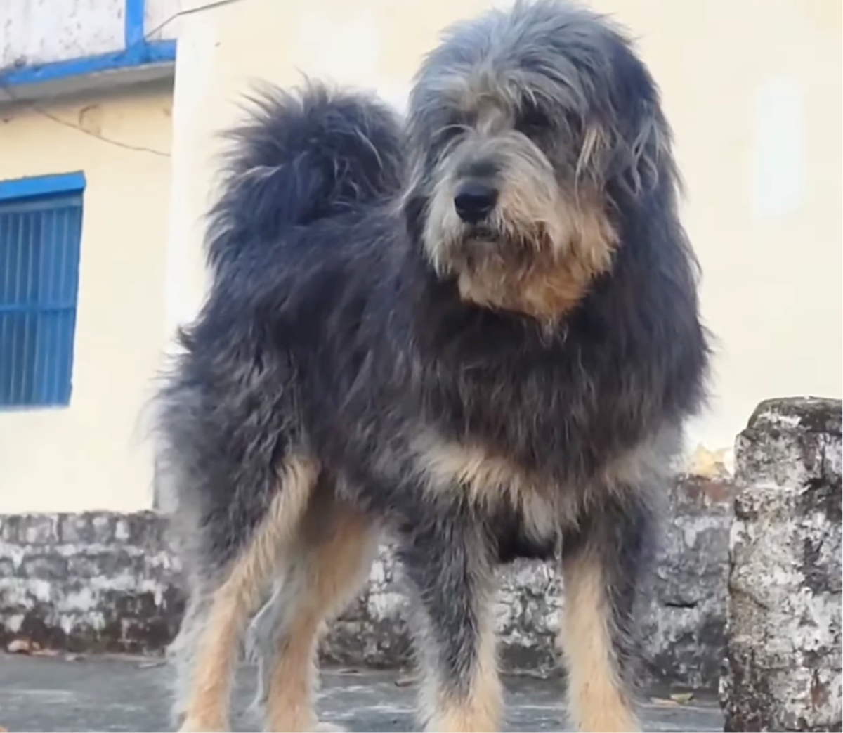 10 Most Popular Indian Pariah Desi Mix Dog Breeds