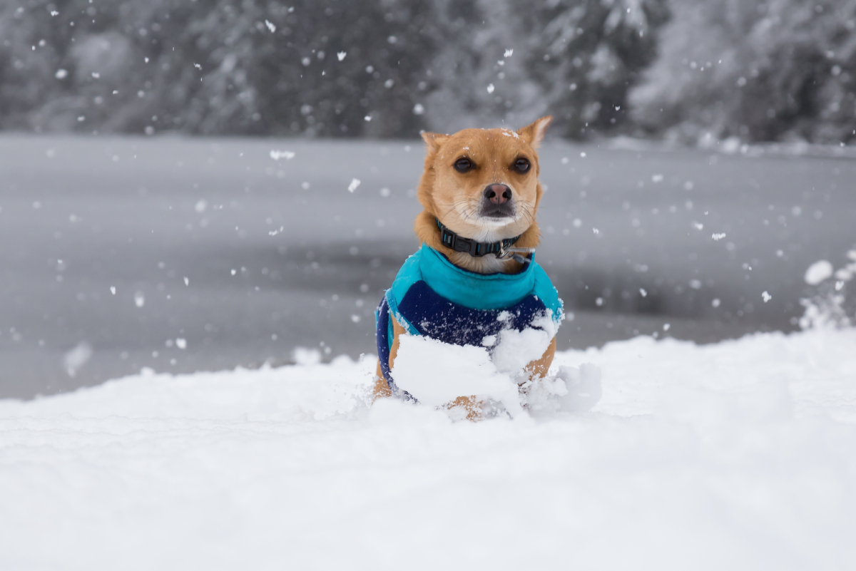 Can Dogs Eat Snow? (What to Do If Your Dog Gets Sick From Snow)
