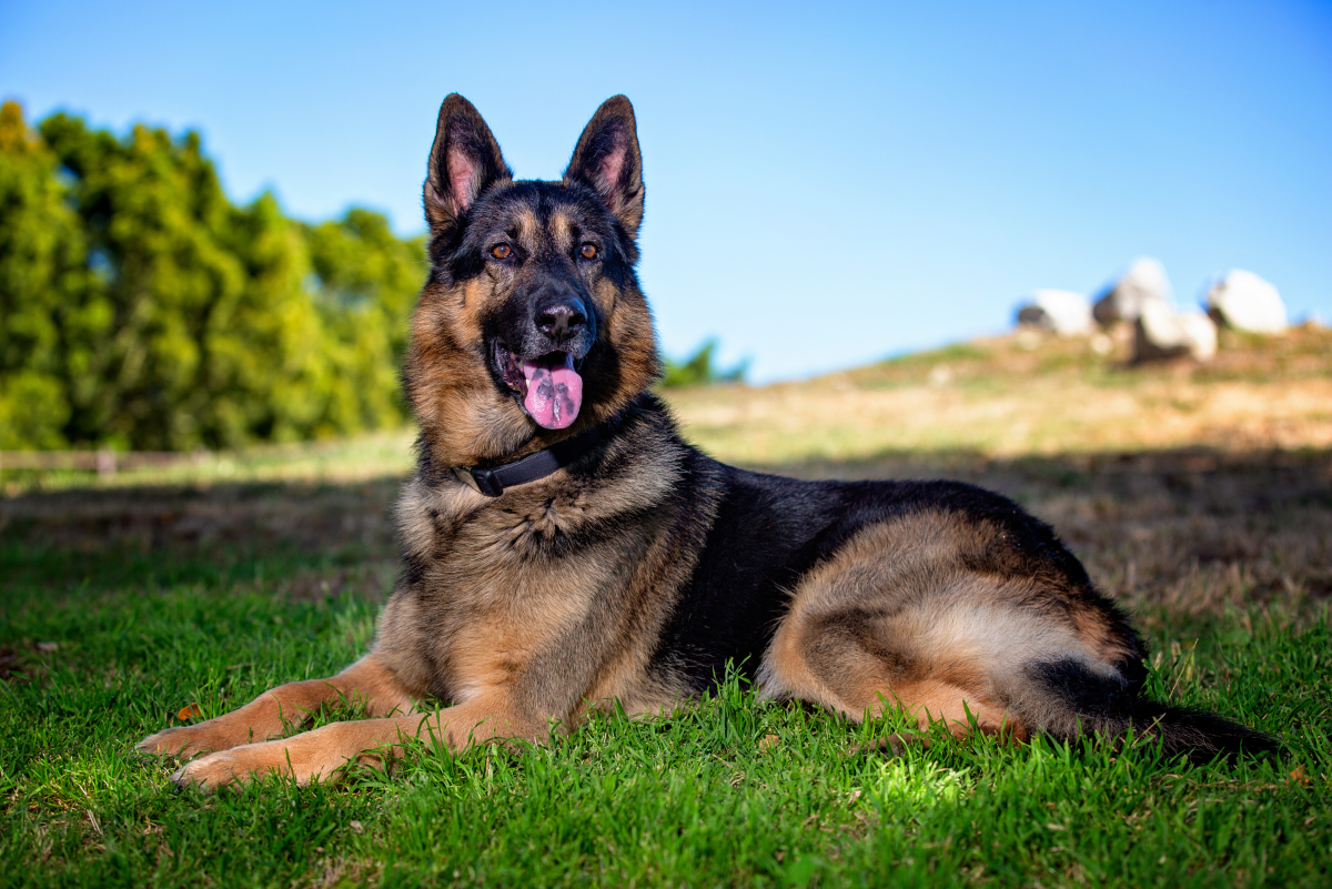 The top five dog breeds in the World