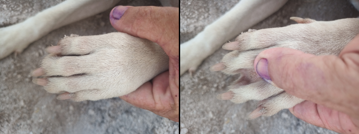 Red Lump On Dog Paw Treatment