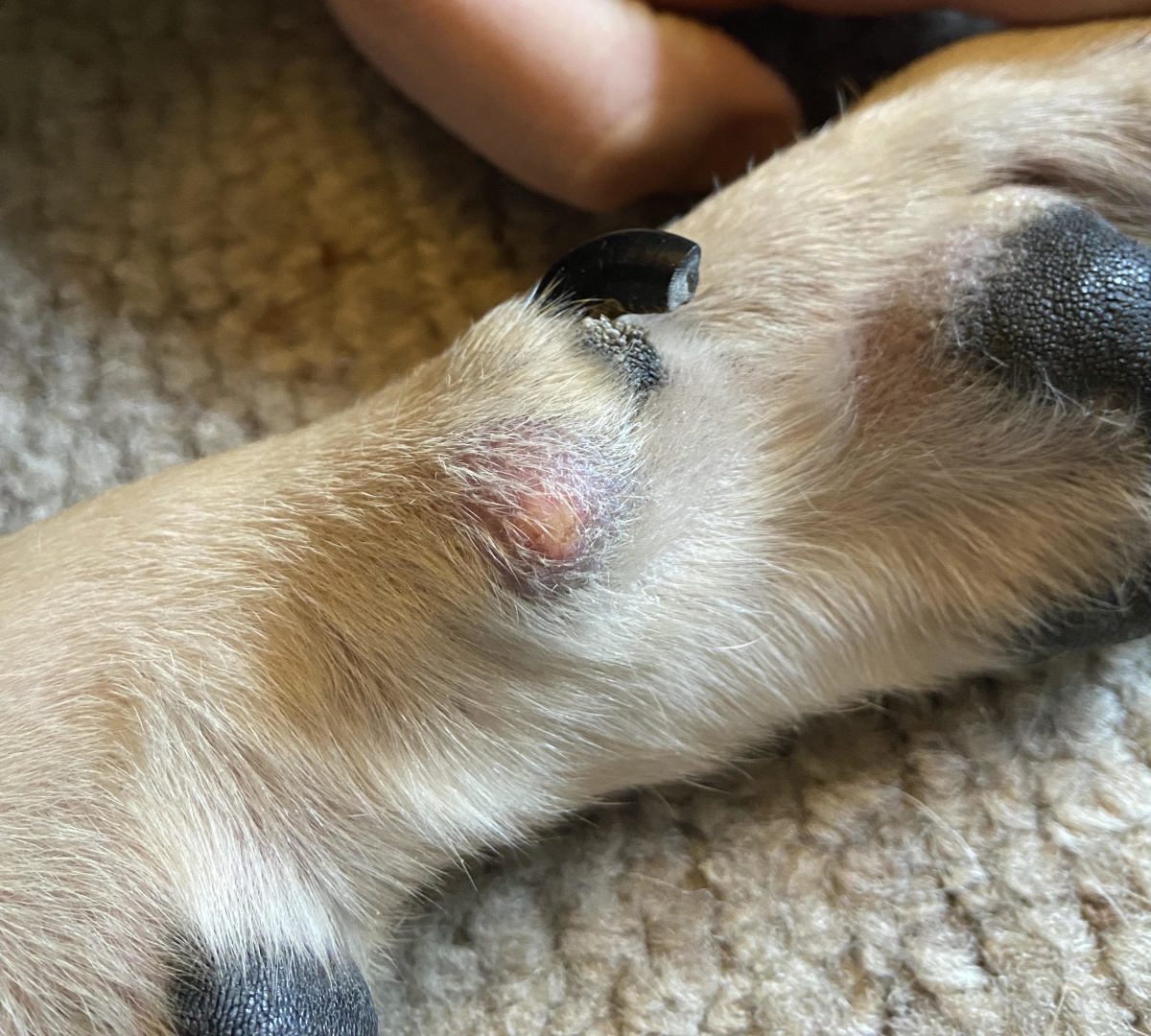 What's This Lump on My Dog's Paw?