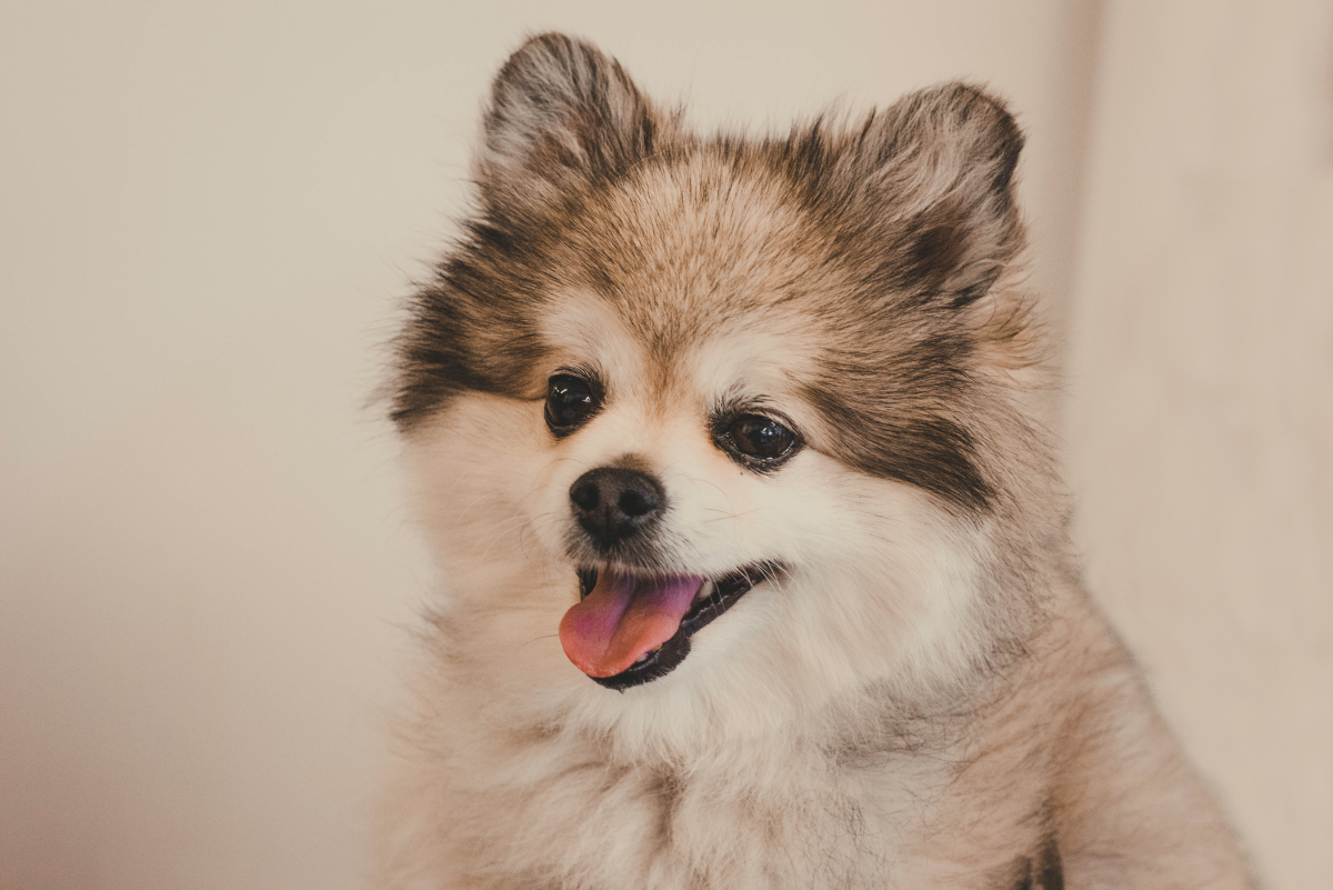 Top 15 Most Popular Pomeranian Mix Dogs