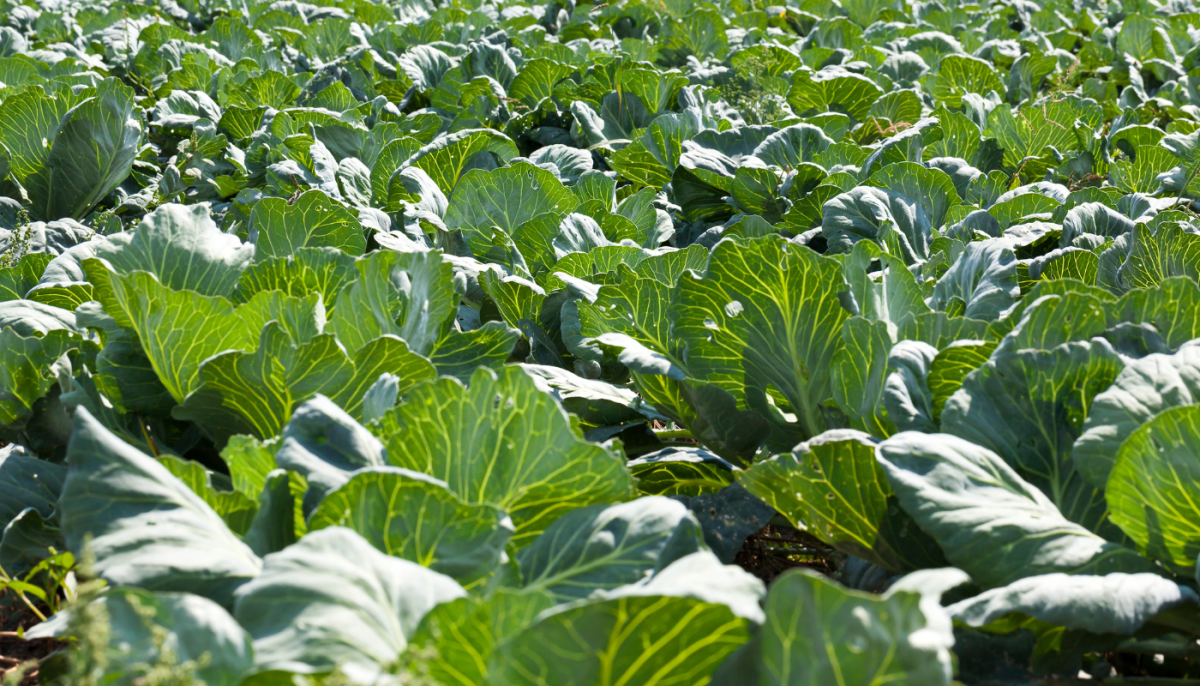 How Does the 7Day Cabbage Soup Diet Work? Steps, Recipe, and More