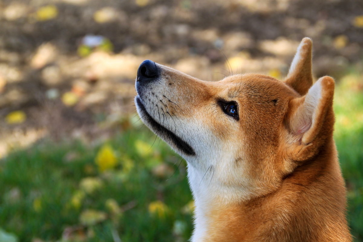 80 Japanese Dog Names: Male & Female (From Akio to Yuri)
