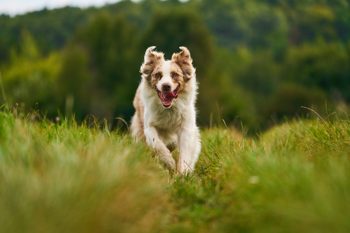 Nose Work is Great Exercise for Dogs! - Whole Dog Journal