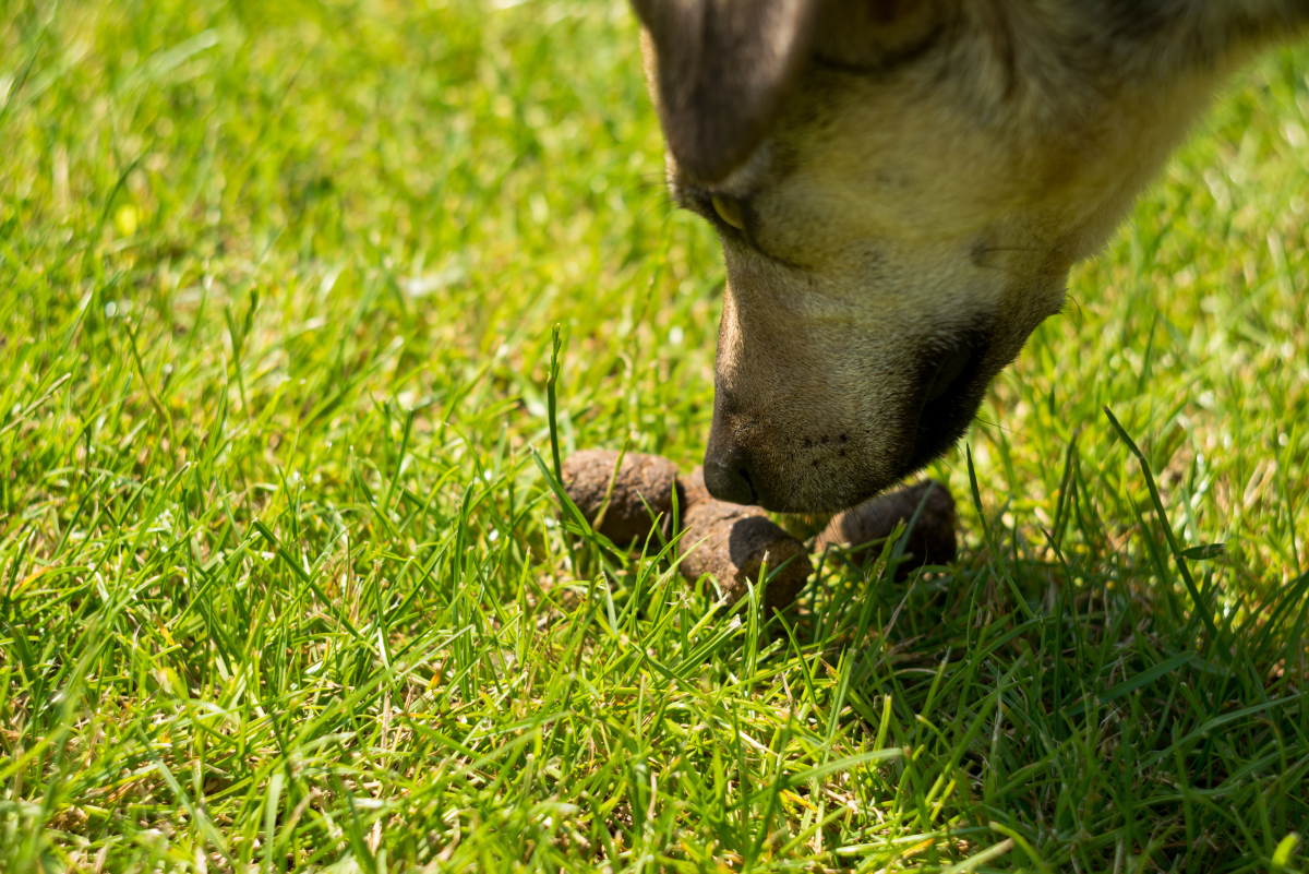 Dog ate best sale baby poop