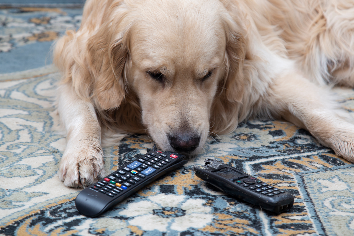 7 Symptoms Of Intestinal Blockage In Dogs and What To Do HubPages