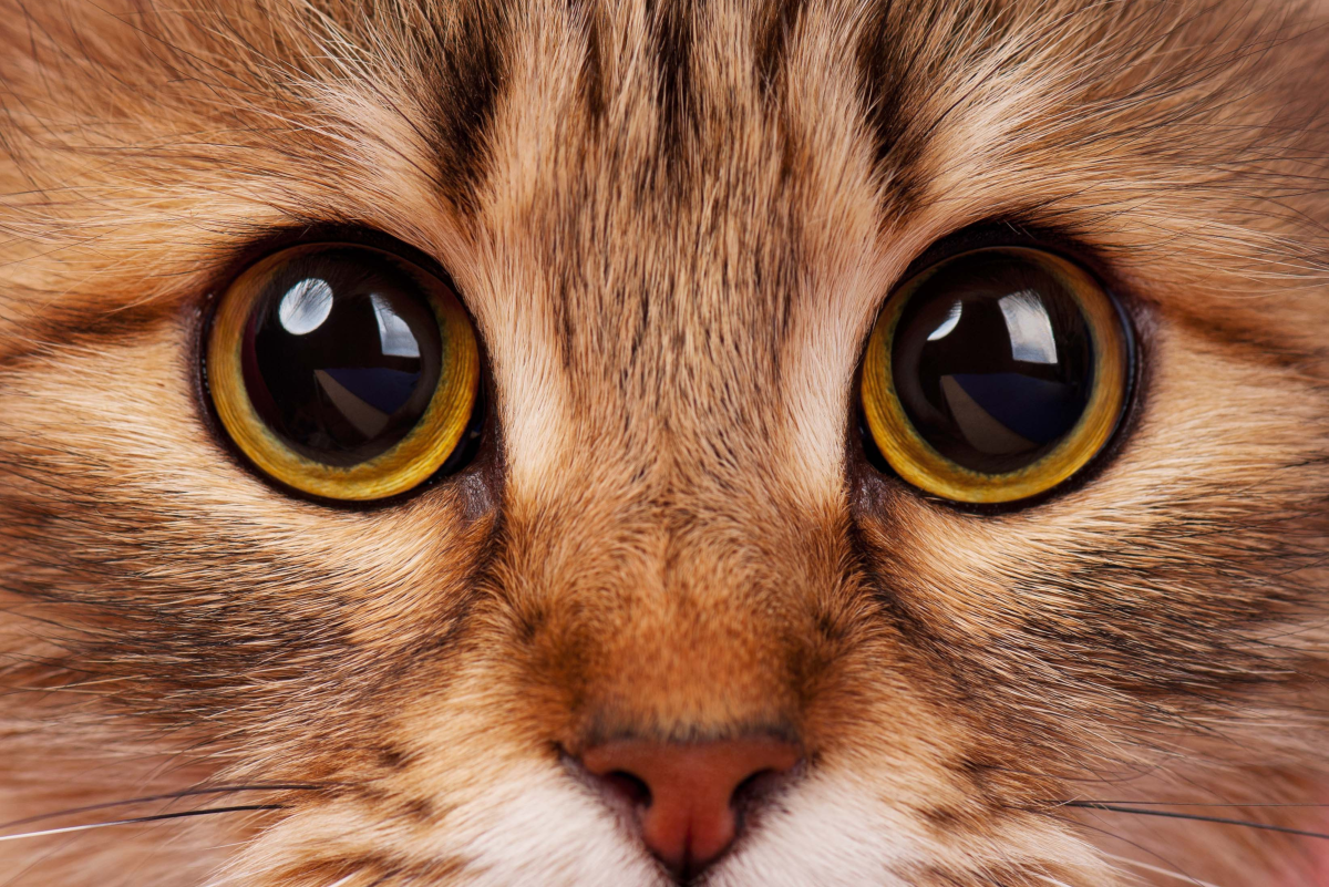 95 Names for Cats With Big Eyes