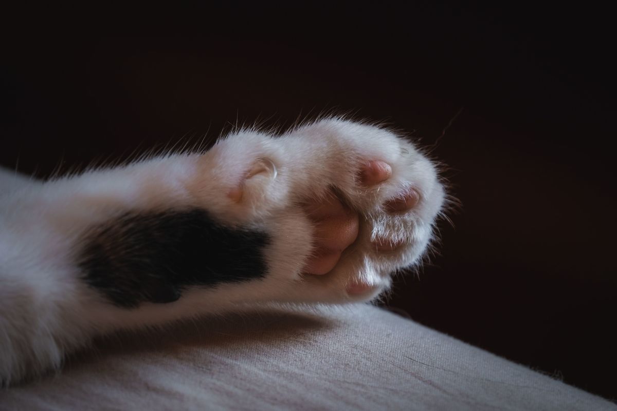 Should I Have My Cat Declawed? Benefits and Drawbacks