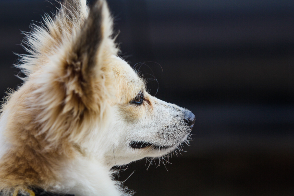 Dog Ear Infections: Signs and Causes, Remedies, and How to Clean Dog Ears