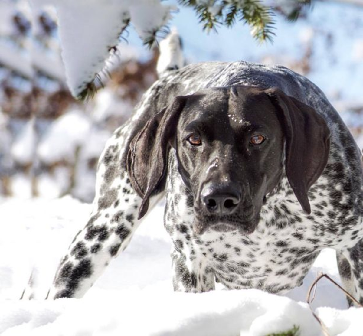 The 10 Best Gun Dogs - HubPages