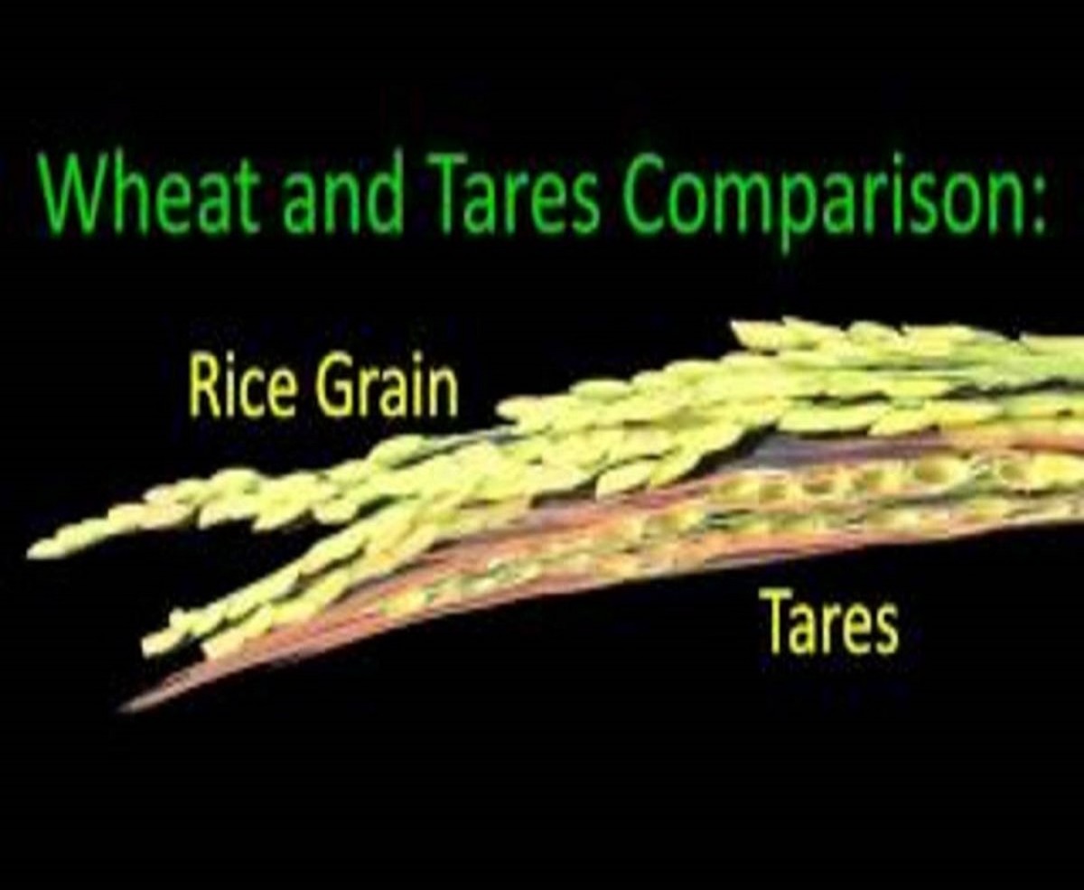 The Tares, the Wheat, & the Harvest