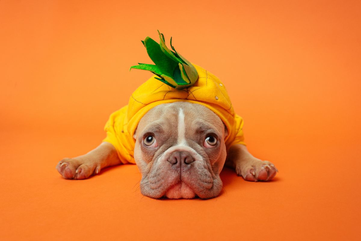 Halloween Costumes for Dogs: Tips on How to Measure for Size and Safety