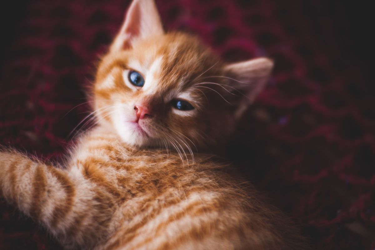 500 Cute Kitten Names