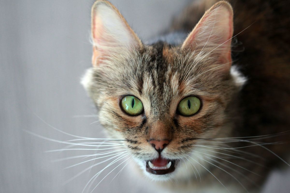 Why do cats meow? 5 reasons you can't ignore