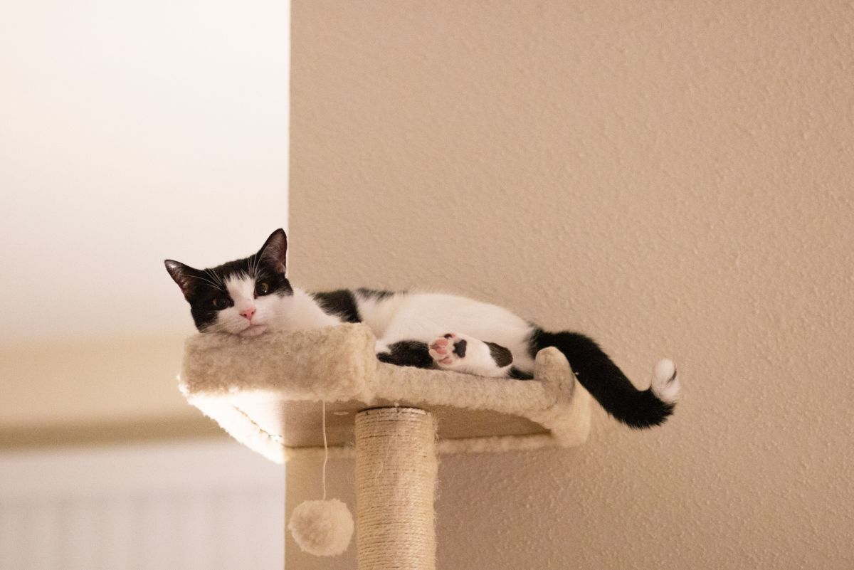 How to Make Homemade Cat Trees and Cat Houses